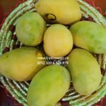 Anwar Ratol Fresh Mangoes