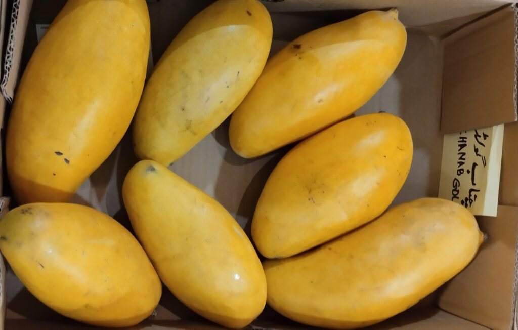 Chenab Gold Mangoes from Pakistan