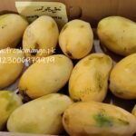 White Chaunsa Fresh Mangoes