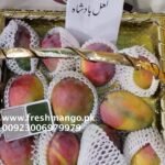 Laal Badshah Mangoes