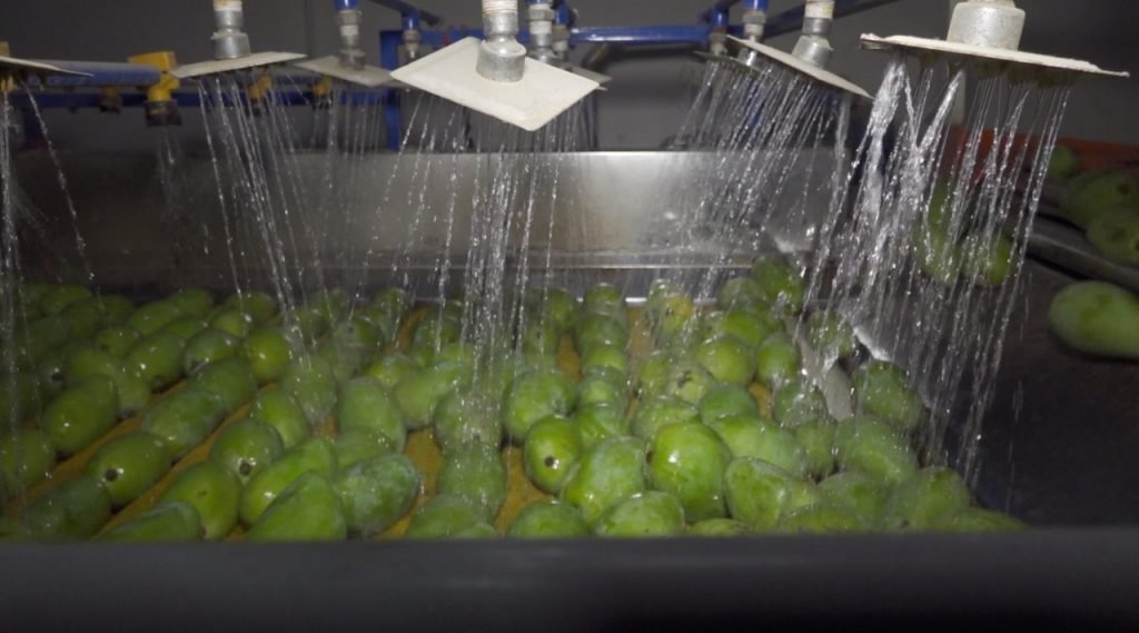 Hot water treated chaunsa and sindhri mangoes