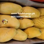 Sindhri Fresh Mangoes from Pakistan