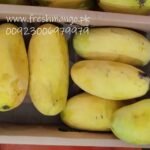 Sindhri Fresh Mangoes-From Pakistan (7)