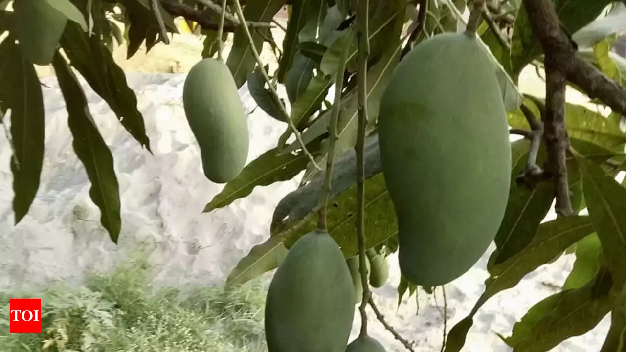 Mango Farm