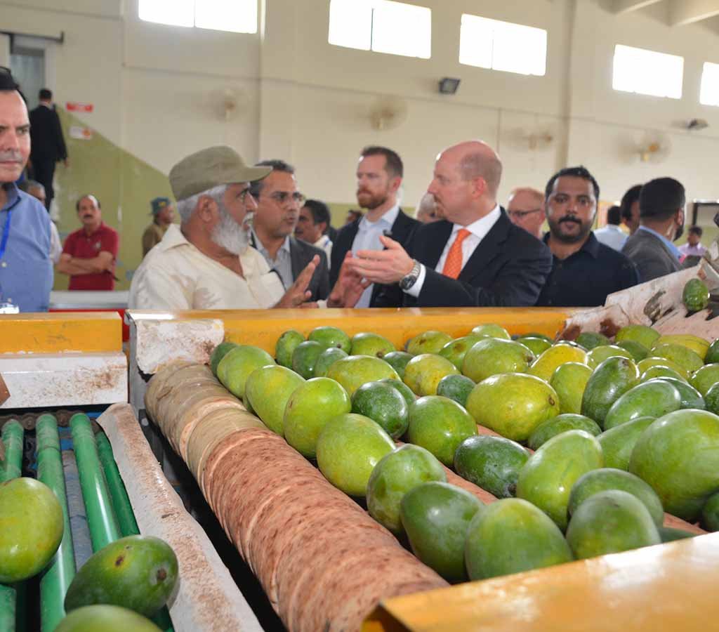 Quality inspection of mangoes